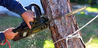 Best Emergency Tree Removal  in Monrovia, MD