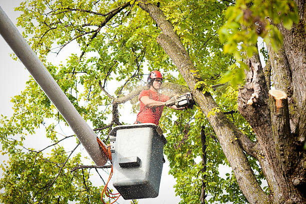 Best Seasonal Cleanup (Spring/Fall)  in Monrovia, MD