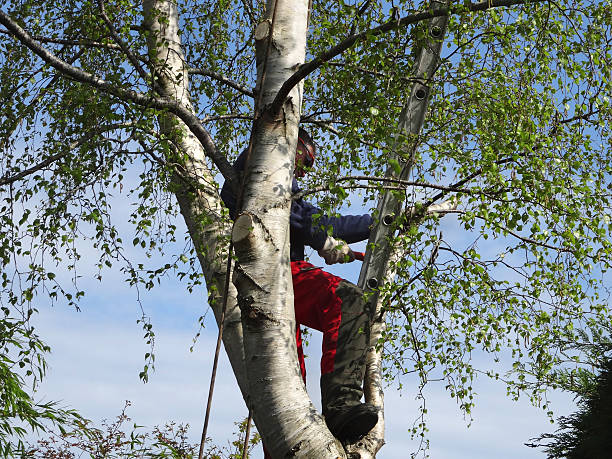 Best Tree Maintenance Programs  in Monrovia, MD
