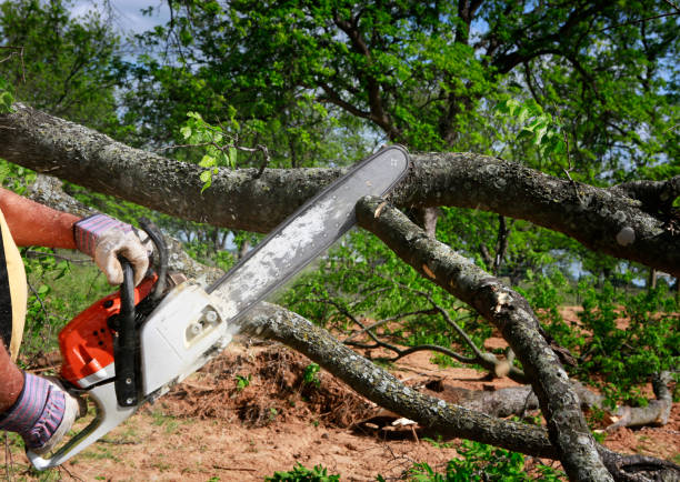 How Our Tree Care Process Works  in  Monrovia, MD
